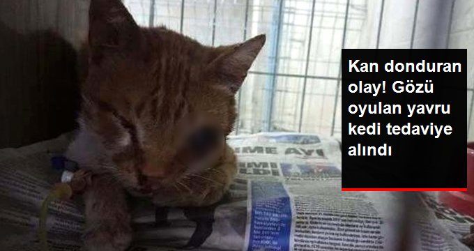 İşkence Yapılarak Gözü Oyulan Yavru Kedi Tedavi Altına Alındı