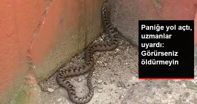 Baran Engereği Yılanını Görürseniz Öldürmeyin