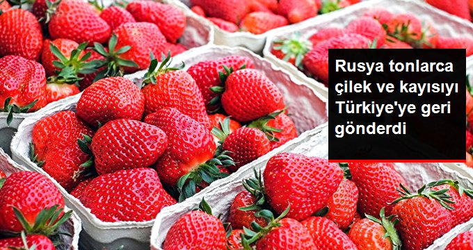 Rusya 20 Ton Çilek ve Kayısıyı Türkiye’ye Geri Gönderdi