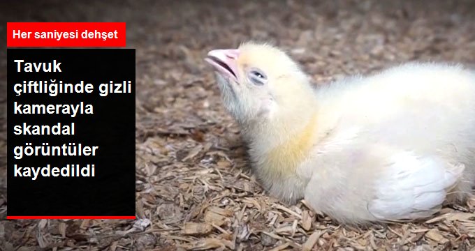 Tavuk Çiftliğinde Hayvanlara Yapılan Zulüm İnsanlıktan Utandırdı