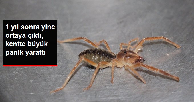 Et yiyen örümceğin 1 yıl sonra yine ortaya çıkması panik yarattı