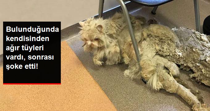 Bulunduğunda kendisinden bile ağır tüyleri vardı, sonrası inanılmaz!
