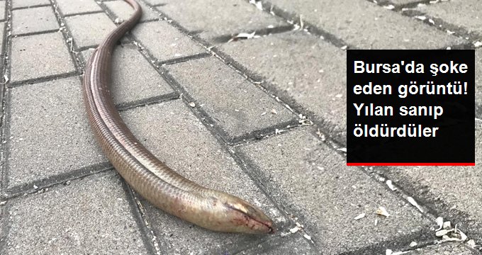 Bursa’da oluklu kertenkele şoku! Yılan sanıp öldürdüler