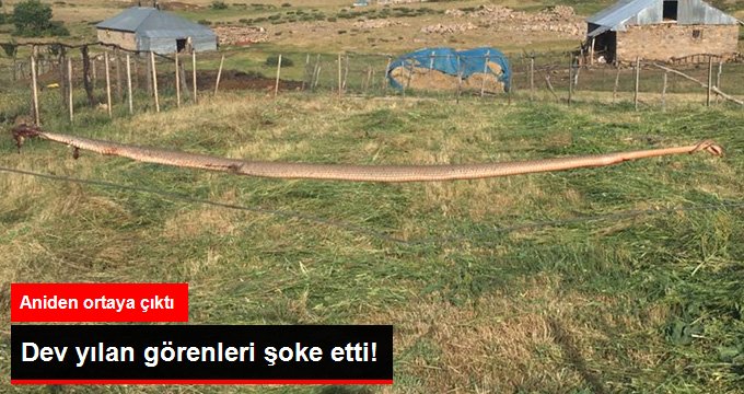 Bingöl’de dev yılan görenleri şaşırttı! Ot biçerken aniden ortaya çıktı