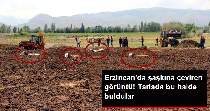 Erzincan’da şaşkına çeviren görüntü! İnekleri tarlada bu halde buldular