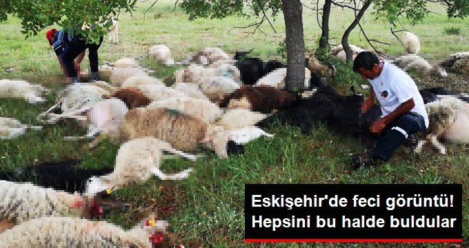 Eskişehir’de yıldırım düştü; 55 koyun telef oldu