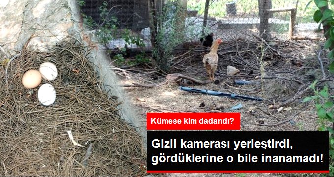 Yumurtaları çalınınca güvenlik kamerası yerleştirdi, hırsızı görünce neye uğradığını şaşırdı