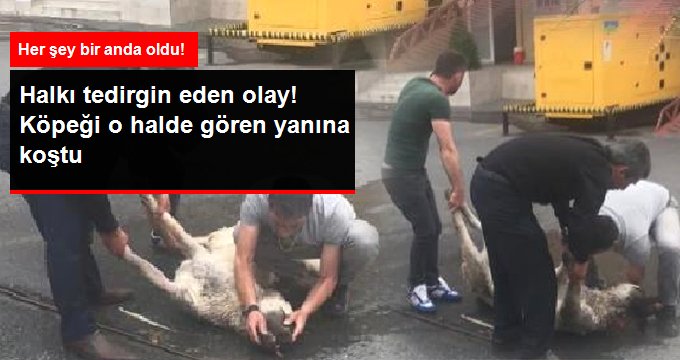 Temizlik aracı varillerin üzerine düştü! Kimyasal maddeden etkilen köpek için mahalleli seferber oldu