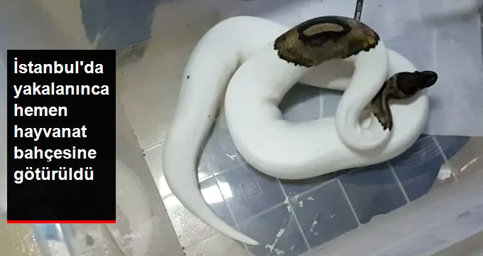 İstanbul’da egzotik havyan operasyonu! Aralarında öğretmen de var