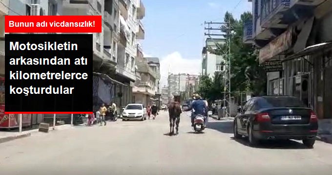 Vicdansızlar motosikletin arkasından atı kilometrelerce koşturdular