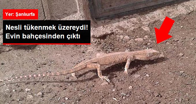 Nesli tükenmek üzereydi! Şanlıurfa’da evin bahçesinden çıktı