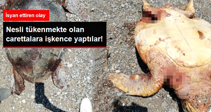 Nesli tükenmekte olan caretta carettalar bıçaklanarak ve tüfekle vurularak öldürüldü