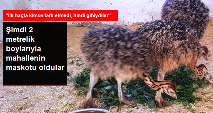 Eve sığmayan deve kuşları mahallenin maskotu oldu