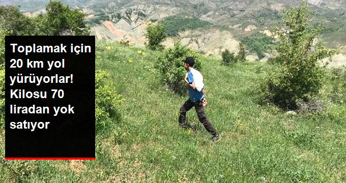 Bingöl’de toplamak için 20 kilometre yol yürünmesi gereken Kınkor mantarının kilosu 70 TL’ye satılıyor