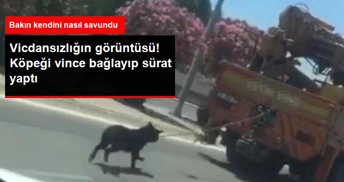 Sosyal medyada tepki çeken görüntü! Vince bağlı köpeği fark etmemiş