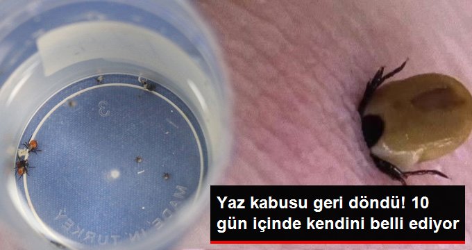 Yaz aylarının korkulu rüyası kene tutulmasına dikkat