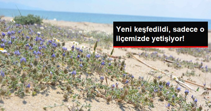 Yeni keşfedildi, sadece Ayvalık’ta yetişiyor