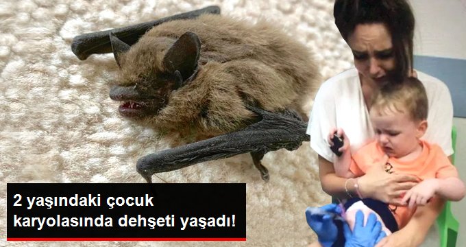 Yavru yarasa 2 yaşındaki çocuğun karyolasına girip, kabusu yaşattı!