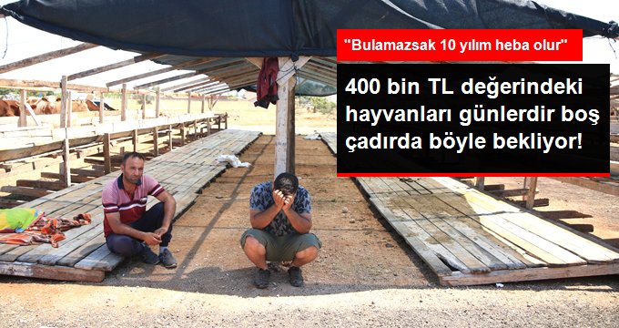 400 bin TL değerindeki hayvanlarını TIR şoförüne kaptıran besici: Bulamazsak on yılım heba olur