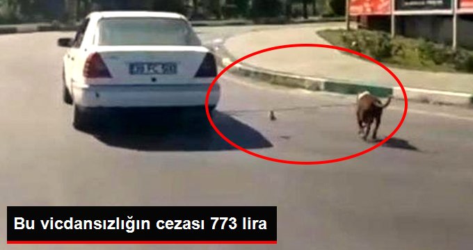 Köpeğini otomobilin arkasına bağlayarak götüren kişiye 773 TL ceza kesildi