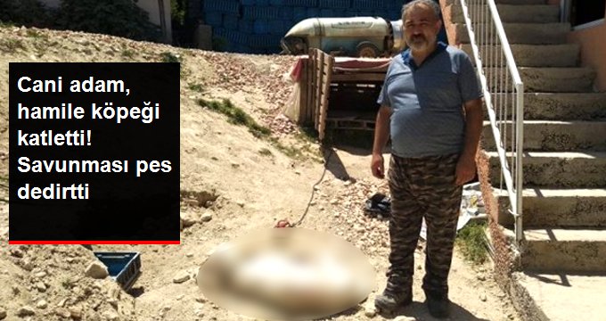 Cani adam, hamile köpeği havlıyor diye tüfekle vurarak öldürdü