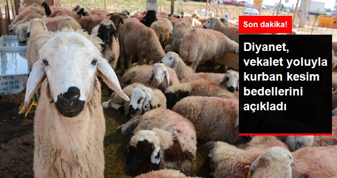 Son Dakika! Diyanet, vekalet yoluyla kurban kesim bedellerini açıkladı