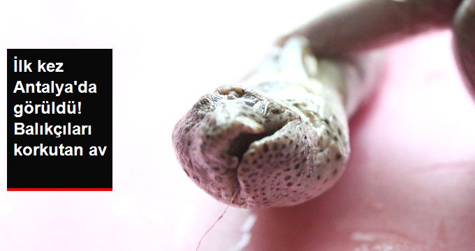 Balıkçıları korkutan av! Atlas Okyanusu’nu geçti ilk kez Antalya’da görüldü