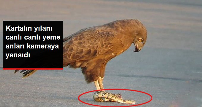Doğal yaşam parkında bir kartalın yılanı yeme anları kameraya yansıdı