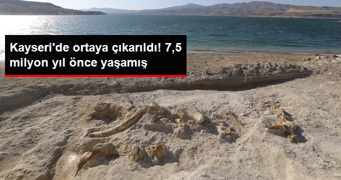 Kayseri’de 7,5 milyon yıllık zürafa fosili bulundu!
