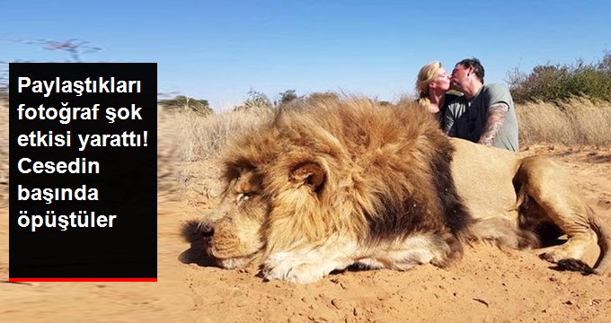 Aslanı öldürüp cesedinin başında öpüştüler!