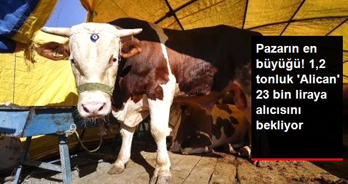 Pazarın en büyüğü olan 1,2 tonluk ‘Alican’ isimli boğa, 23 bin liraya alıcısını bekliyor