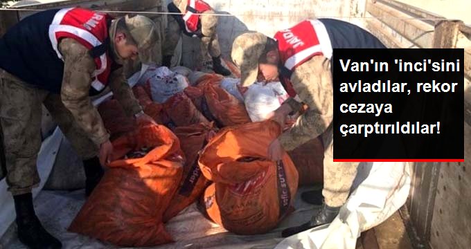 Koruma altındaki inci kefallerini avlayan 68 kişiye 172 bin TL para cezası verildi