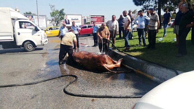 Havasız kalan kurbanlık telef olmasın diye cadde ortasında kesildi
