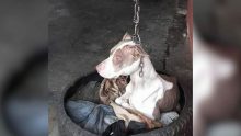 Sahibi Ayakta Durmuyor Diye Tavanda Sallandırdığı Zinciri Boynuna Astı – Bunu Gören Mahalle Sakini Köpeğin Hayatını Böyle Kurtardı