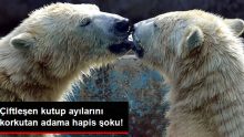 Çiftleşen Kutup Ayılarını Korkutan Adama Hapis Cezası Verildi